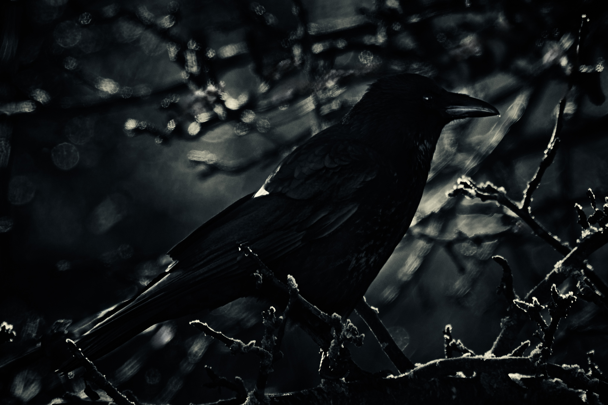 Monochrome Fine Art photograph of a raven perched among branches in soft, atmospheric light.