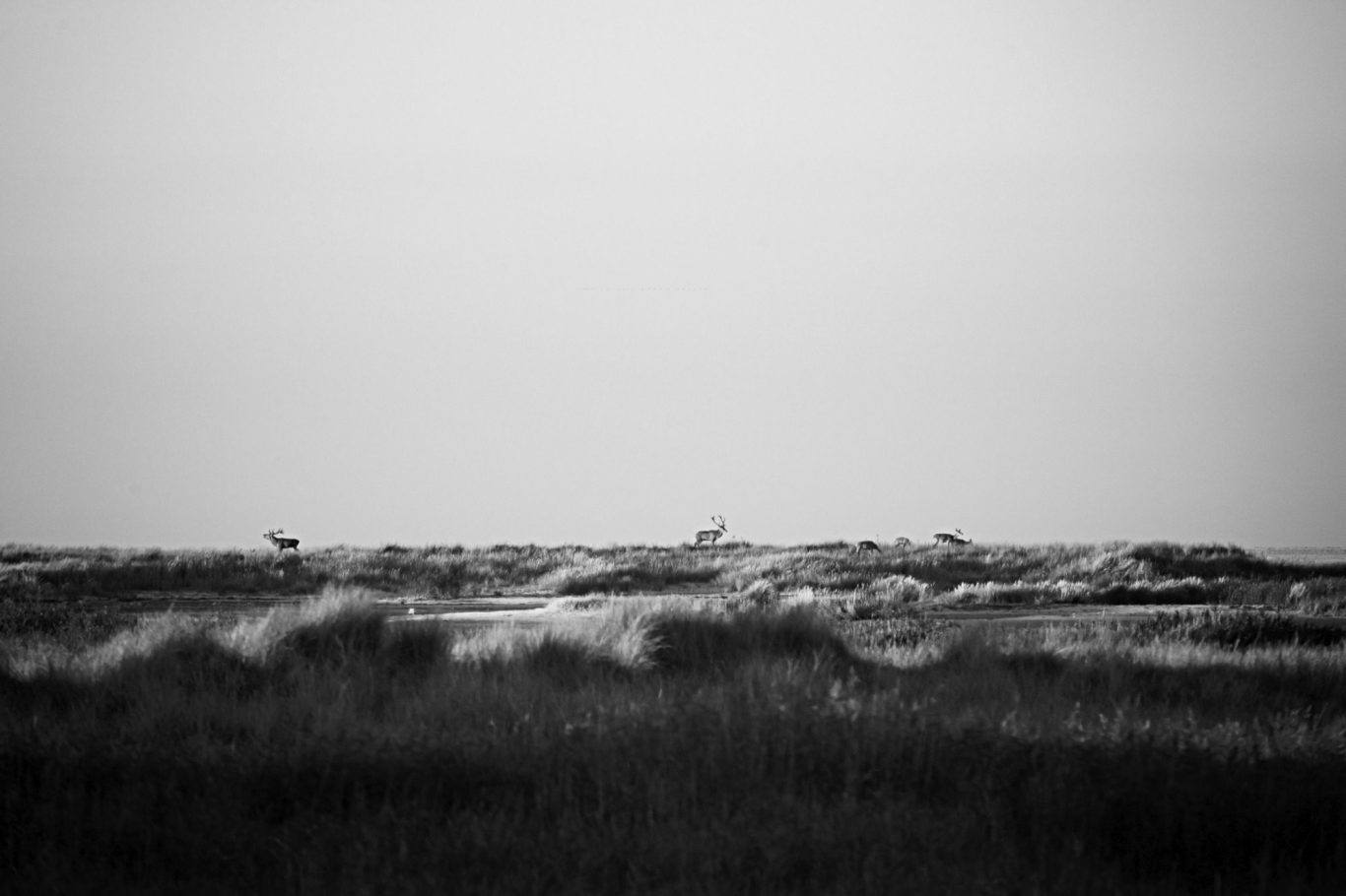 Rothirsche / Red deer - Fine Art Wildlife Photography by Heinz Effner Rothirsche in einer weiten, grasbewachsenen Landschaft bei Sonnenaufgang.Red deer in a wide, grassy landscape at sunrise.