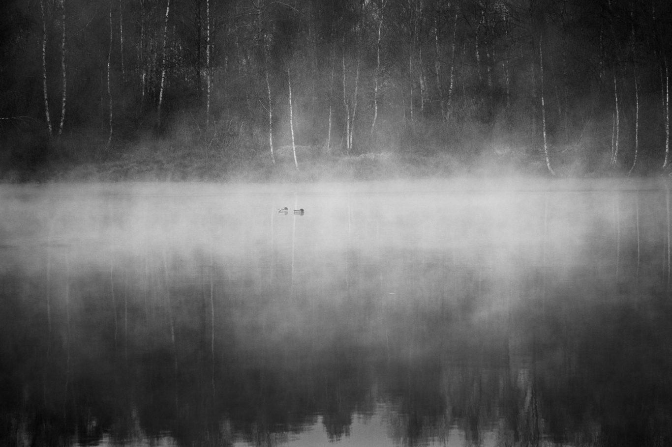 Stockenten / Mallard - Fine Art Wildlife Photography by Heinz Effner Ruhiger See mit Nebel und Bäumen im Hintergrund, zwei Enten schwimmen.Calm lake with fog and trees in the background, two ducks swimming.