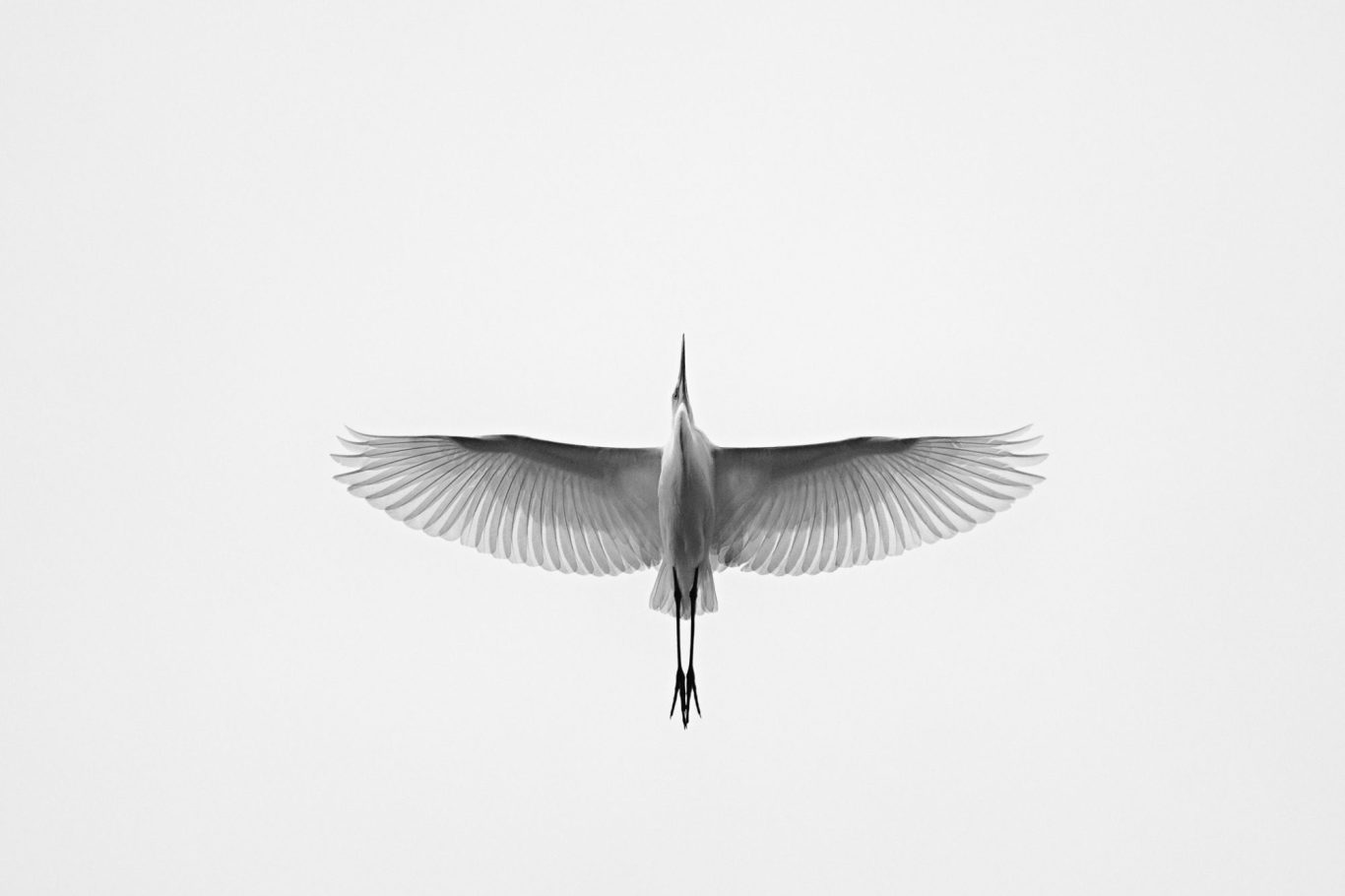 Silberreiher / Great egret - Fine Art Wildlife Photography by Heinz Effner Ein großer Silberreiher mit weit ausgebreiteten Flügeln fliegt gegen den Himmel.A great egret with its wings spread wide flies.